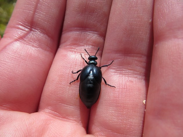 Rare beetle found at Species on the Edge launch event in the Outer Hebrides: Short-necked oil beetle ©Suzanne Burgess