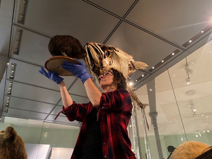 Life on Earth revamp: Rebecca Machin, Leeds Museums and Galleries' curator of natural sciences, cares for specimens of endangered in Leeds City Museum's spectacular Life on Earth galley, which is being revamped.
