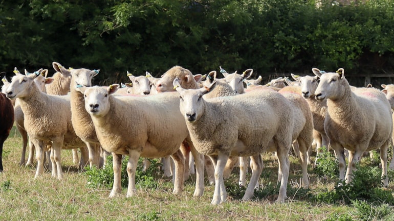 Council reaffirms support for local farmers amid inheritance tax reform as hopes grow for policy rethink