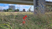 TfL Image - Redbridge Roundabout (Wildflower Verge): TfL Image - Redbridge Roundabout (Wildflower Verge)