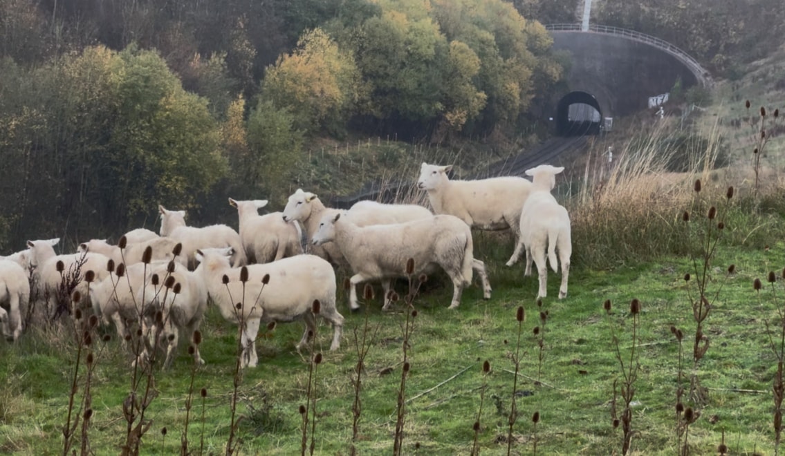 Harbury sheep release-2