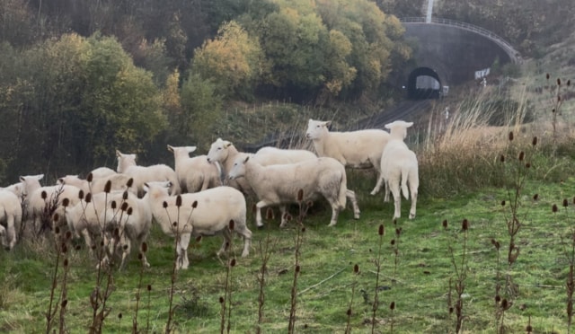 Harbury sheep release-2: Harbury sheep release-2