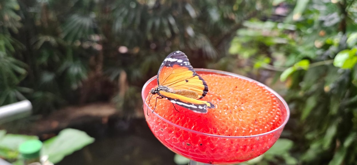 Tropical World Butterfly Count 3