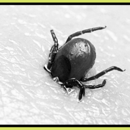 Lyme Disease Campaign