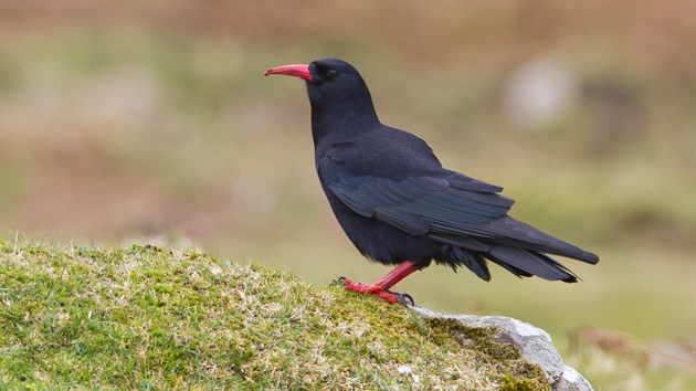 Stepping up efforts to save Scotland’s critically endangered chough: Red-billed Chough (1 of 2) jpg Original Image m12872