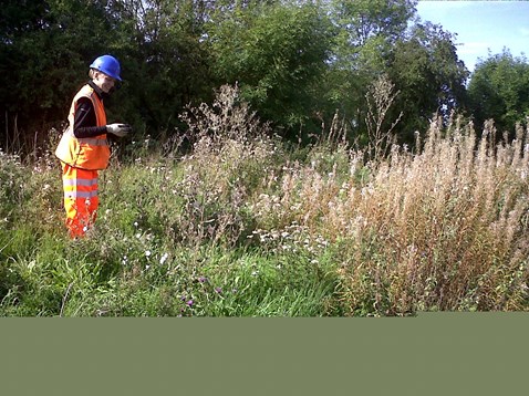 Eco task force search for roman snails