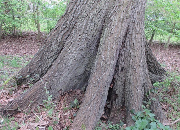 Madley Park trees