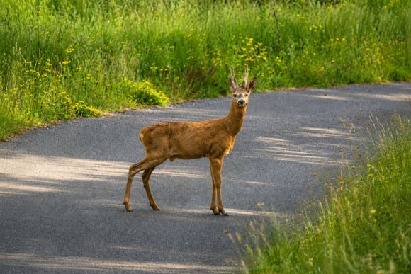Hindhead Tunnel deer