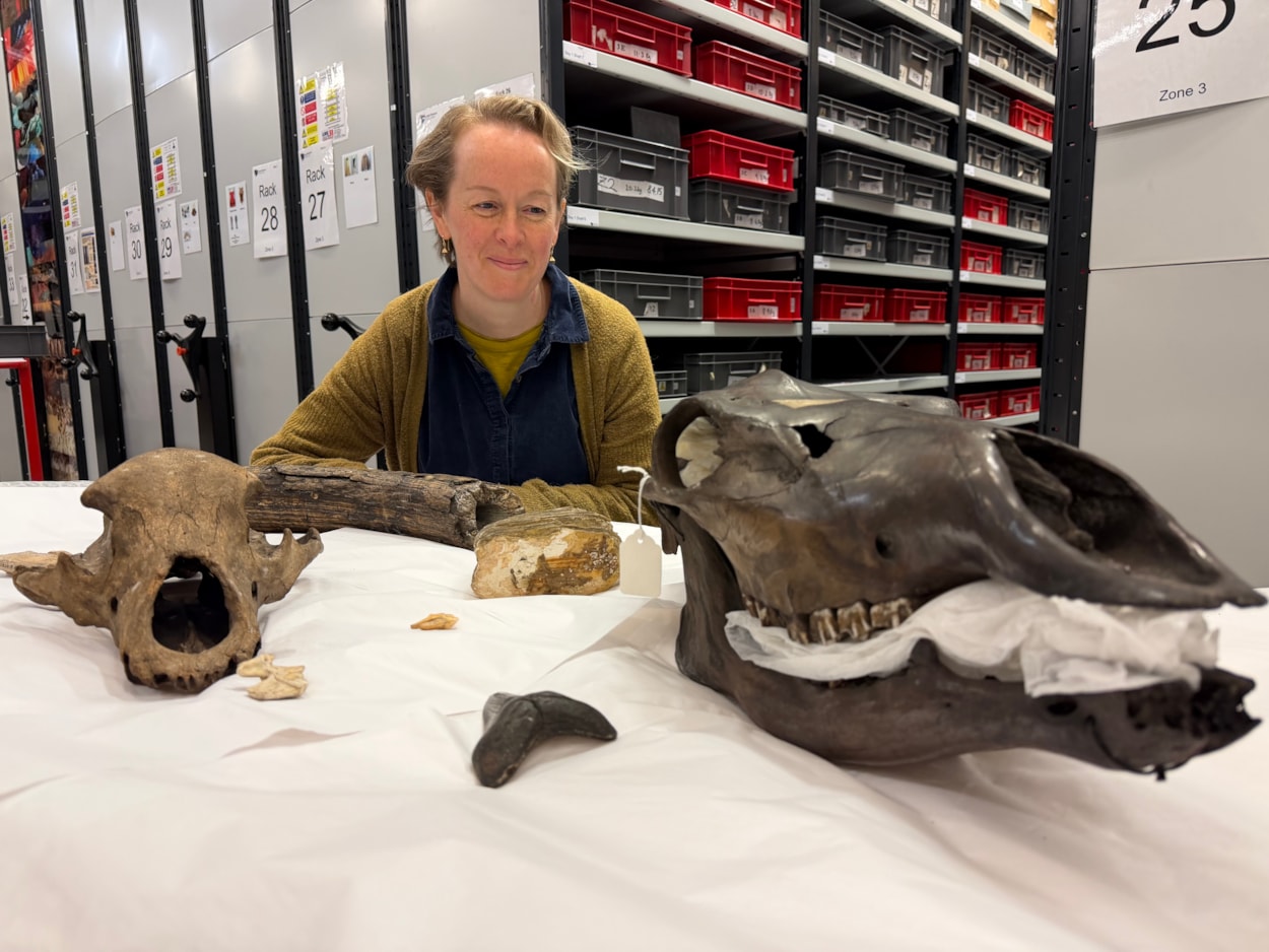 Ice Age remains-13: As well as predators, curators have also been cataloguing the remain of other ancient animals including the skull of a giant Irish elk and a mammoth tusk and tooth. Curator Clare Brown is show here with some of the remains