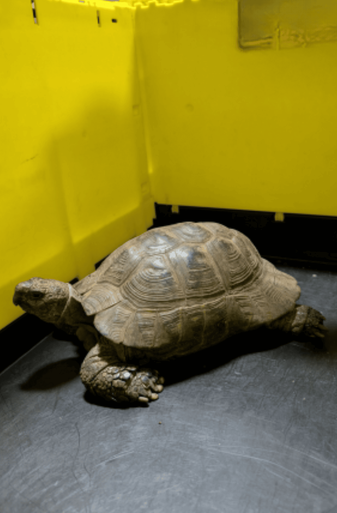 Tortoise-3