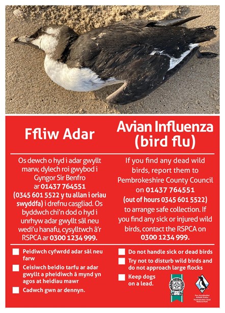 Bird flu - Ffliw Adar