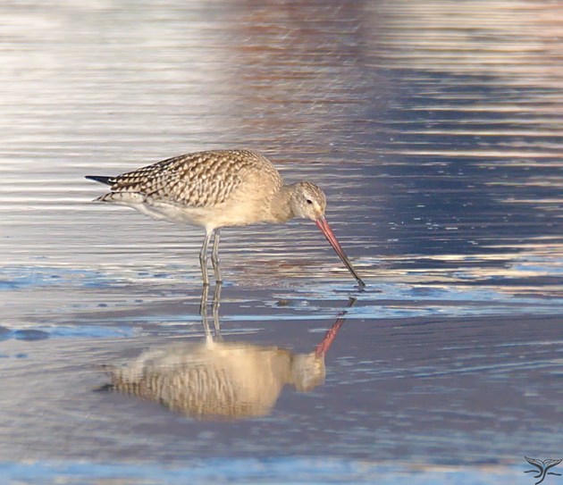 Birds put on spectacular autumnal show at Scotland’s nature reserves: Bar-tailed godwit at Forvie NNR - copyright Ron Macdonald - for one-time use only