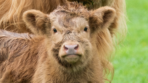 Highland calves