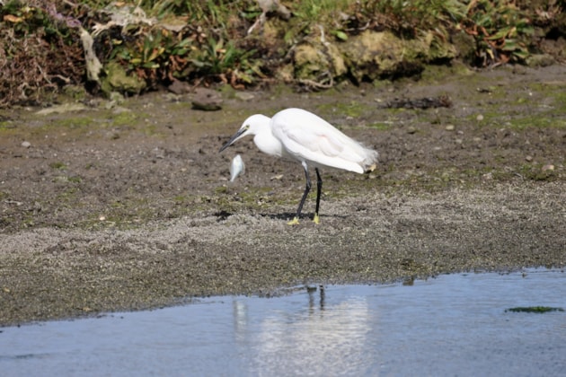 Little egret adult fishing on the Ythan at Forvie ©Catriona Reid/NatureScot