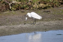 Little egret adult fishing on the Ythan at Forvie ©Catriona Reid/NatureScot