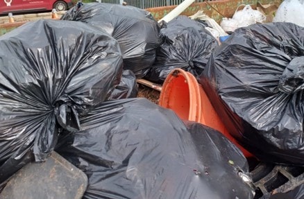 Litter 2026