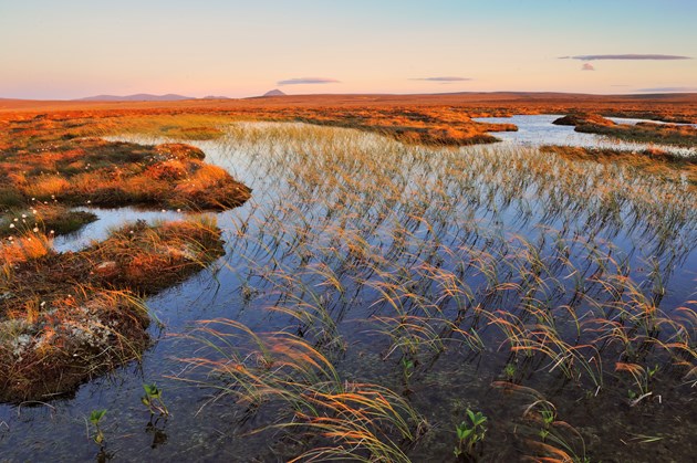 New Strategy for the Peatlands of Caithness and Sutherland: Blanket bog at the The Flows National Nature Reserve ©Lorne Gill/NatureScot/2020VISION