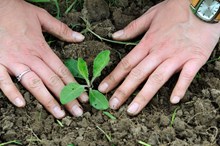 Wildflower planting