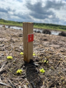 Round leaved bryum transplanted to new site credit Becca Galloway, Royal Botanic Garden Edinburgh