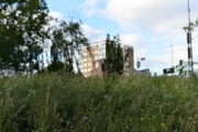 TfL Image - Wildflower Verge on Redbridge Roundabout (4): TfL Image - Wildflower Verge on Redbridge Roundabout (4)