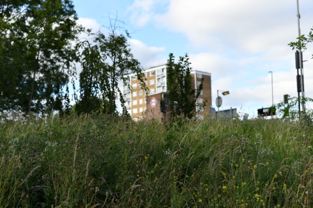 TfL Image - Wildflower Verge on Redbridge Roundabout (4)