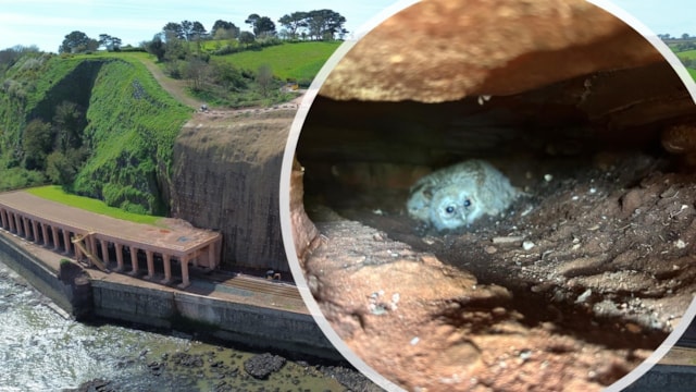 Egg-citing discovery: Owl’s new home on Dawlish cliffs found by railway resilience team: owl cliff 4