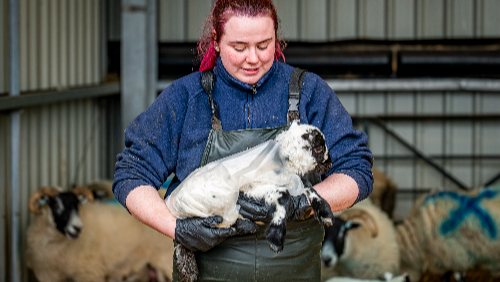 Lambs in raincoats