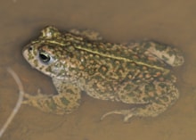 Natterjack (c) Chris Dresh: Natterjack (c) Chris Dresh