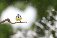 A blue tit in the snow ©Lorne Gill/NatureScot