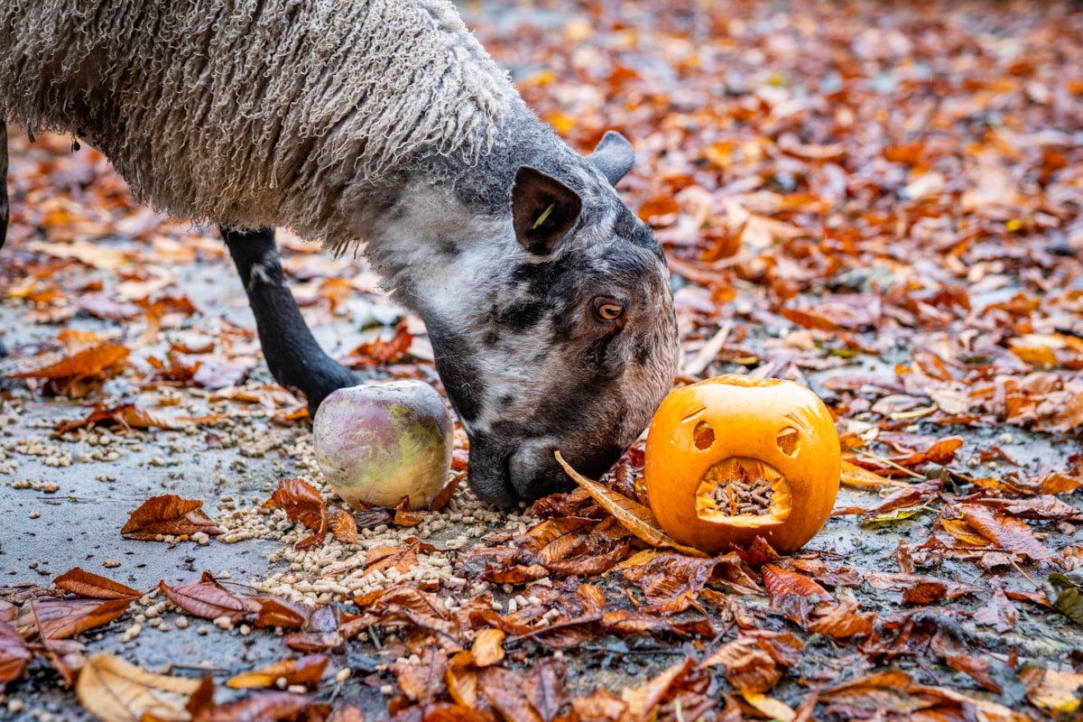 Sheep enjoys a neep at the National Museum of Rural Life. Photo © Andy Catlin