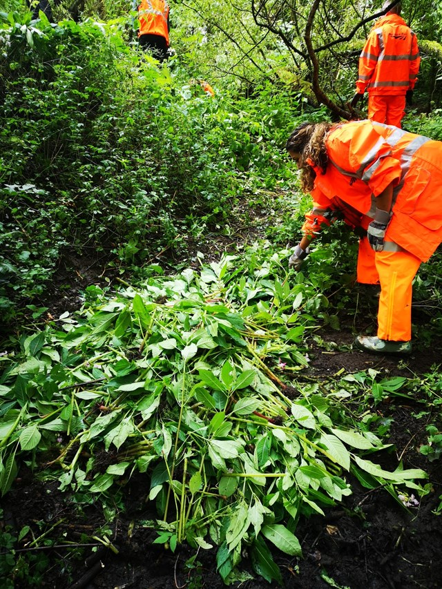 Network Rail volunteers Balsam bashing at Gatley Carrs nature reserve in Stockport