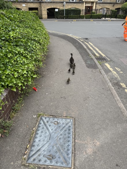 Ducks on Fobney Street