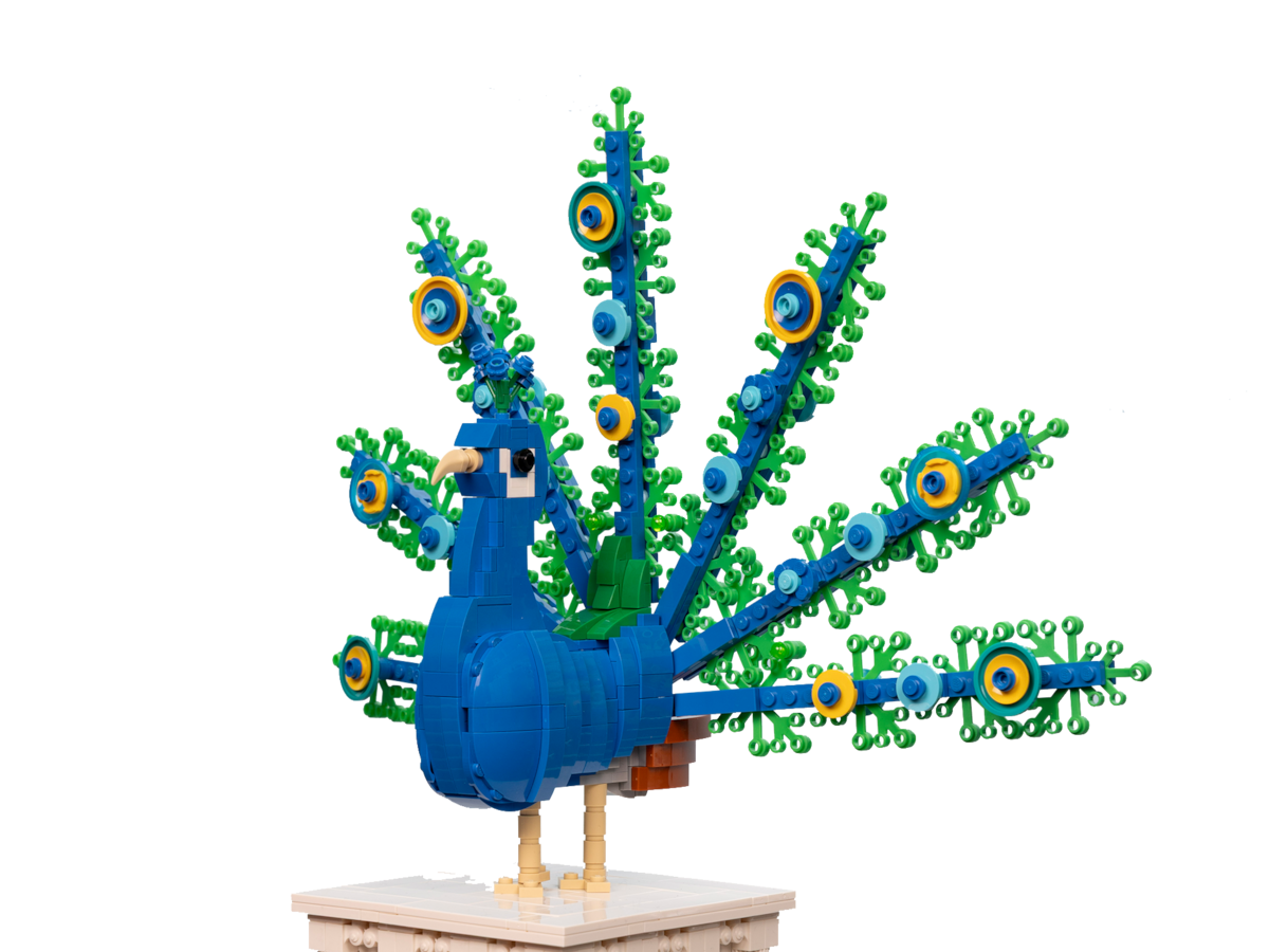 Peacock image