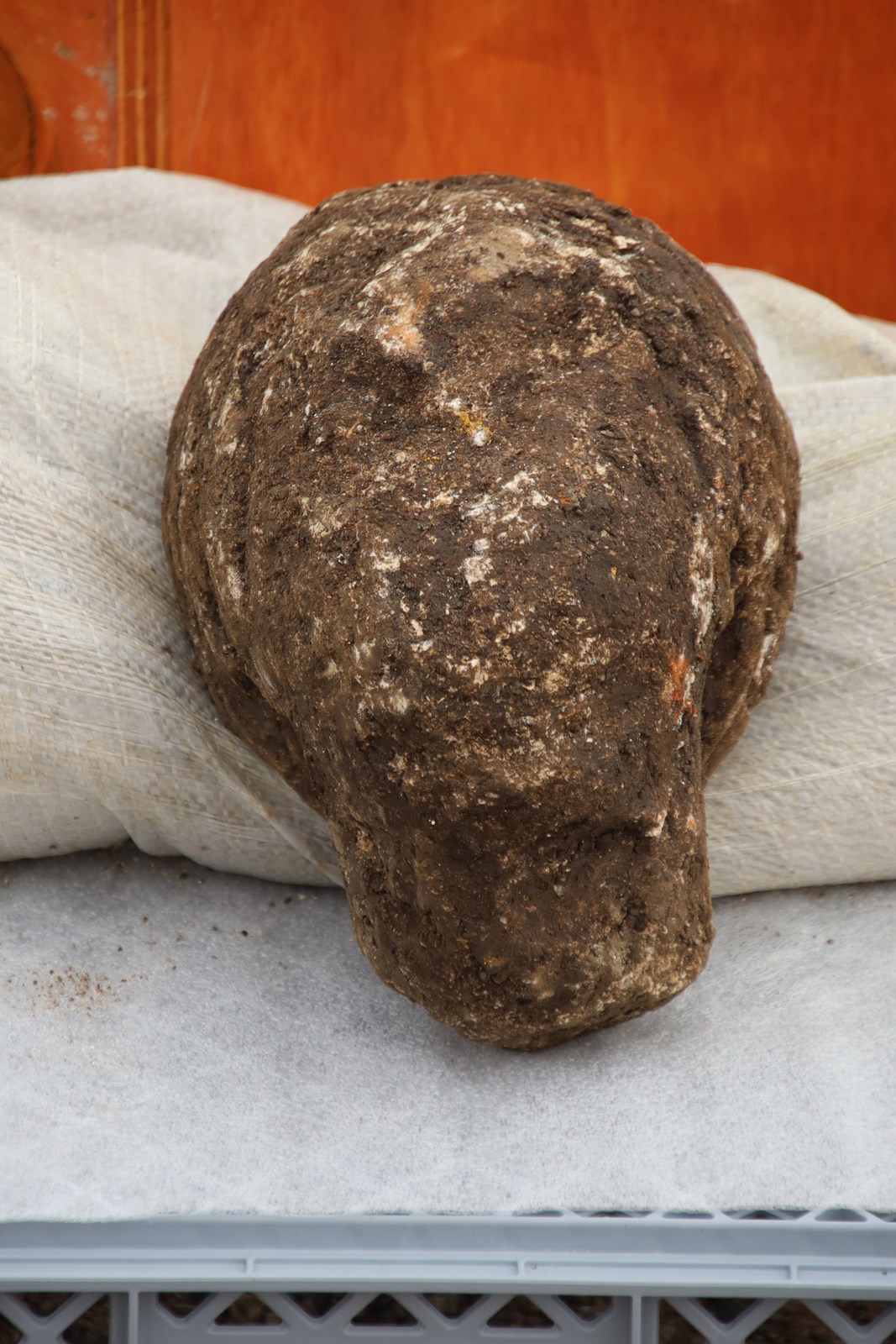 Stone child's head from statue - Roman artefacts from St Mary's Archaeological dig - Stoke Mandeville, Buckinghamshire-19: Child’s head from Roman statue discovered during a HS2 archaeological dig at the site of old St Mary’s church in Stoke Mandeville, Buckinghamshire. The artefacts were found underneath the footprint of a Medieval church that was being excavated. 

Tags: Roman, Archaeology, Stoke Mandeville, Buckinghamshire