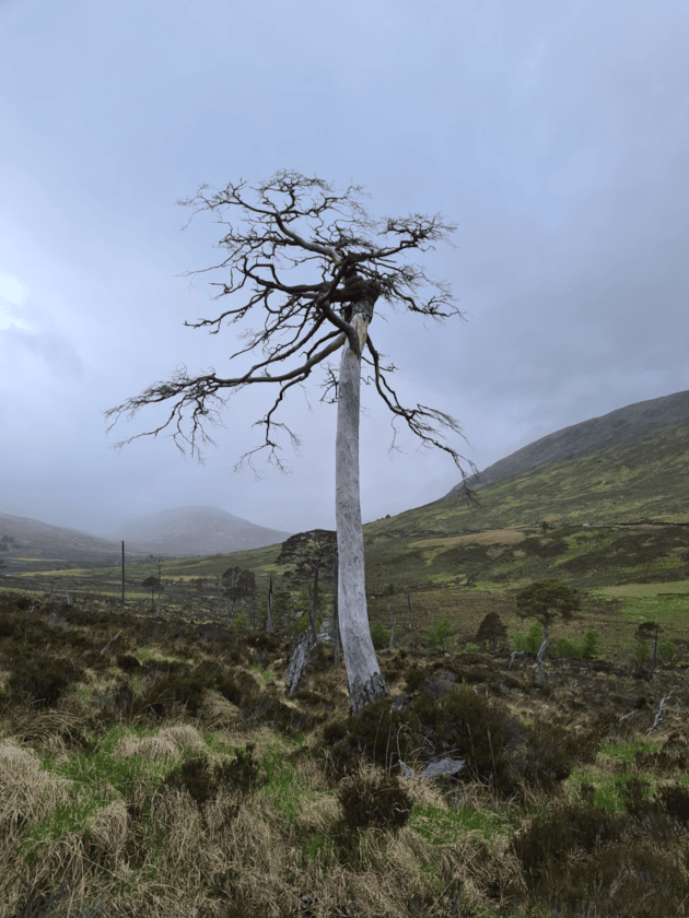 Glen Mallie Pinewood project. Image from Future Woodlands Scotland