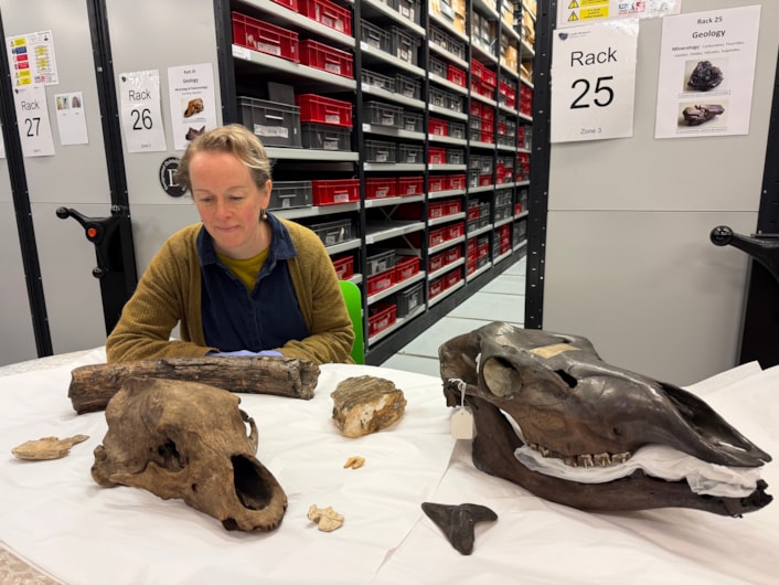 Ice Age remains-14: As well as predators, curators have also been cataloguing the remain of other ancient animals including the skull of a giant Irish elk and a mammoth tusk and tooth. Curator Clare Brown is show here with some of the remains