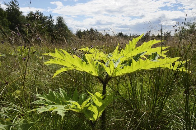 Giant Hogweed ©Lorne Gill/NatureScot