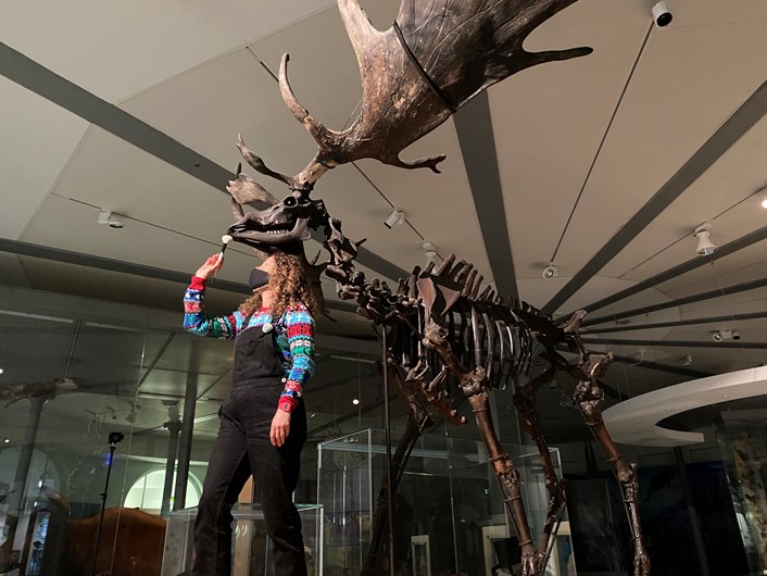 Giant deer: Rebecca Machin. Leeds Museums and Galleries' curator of natural sciences, cleans the giant Ice Age deer at Leeds City Museum.