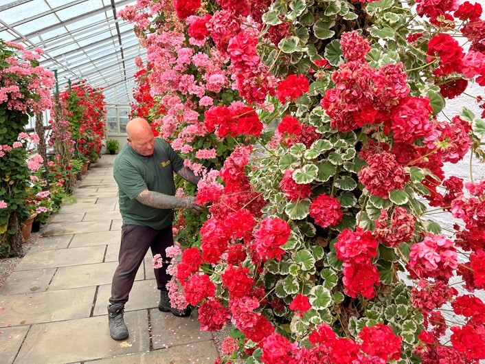 Temple Newsam hothouses: Head gardener Mick Jakeman tends to the stunning Zonal Pelargoniums which have burst into life in the hothouse at Temple Newsam's Walled Garden.