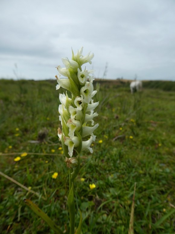Discovery of rare orchid made on a mid-Wales reserve: Irish Lady’s-Tresses at Cors Fochno, part of the Dyfi National Nature Reserve