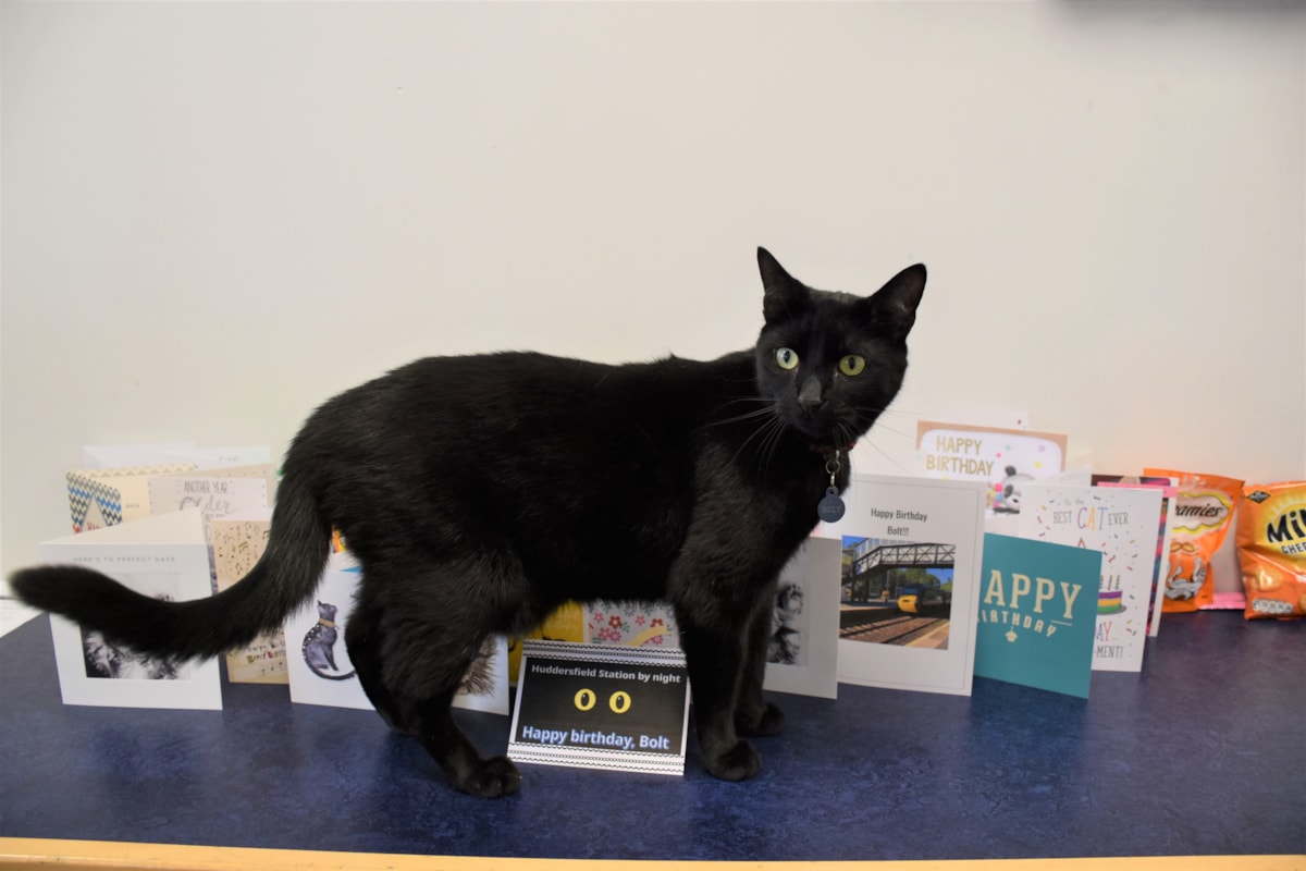 Bolt the cat, TPE (2)