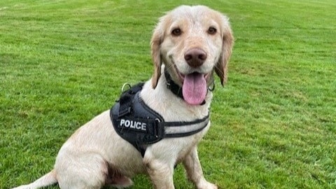 PD Mac - Copy