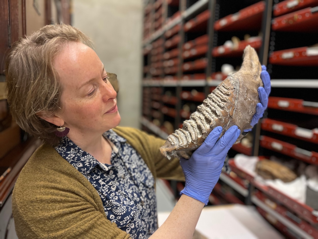 Mammoth tusk: Clare Brown, Leeds Museums and Galleries' curator of natural sciences, with an ancient mammoth tooth which is also stored alongside the mammoth tusk at the Leeds Discover Centre.