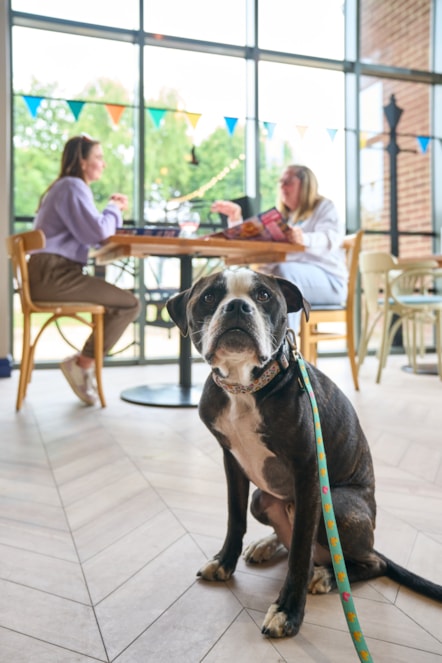 Arlo 'doggy dining' with Diane Smith