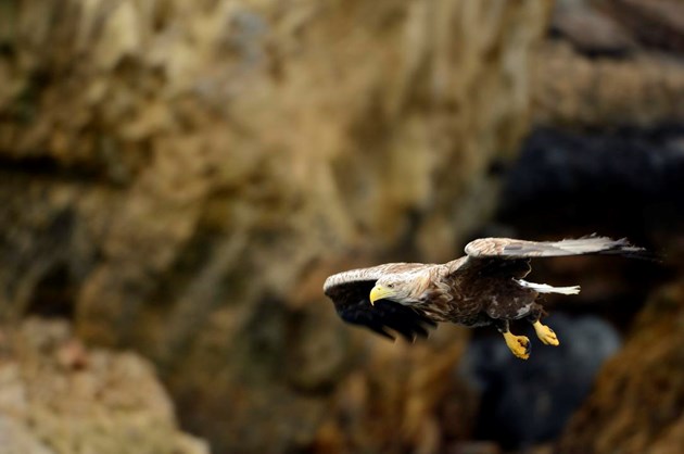 Avian flu impacts breeding success of Scottish birds of prey: Sea eagle 3