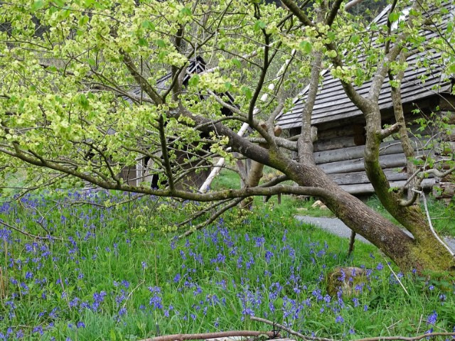 Pic 3 - Small Community Woodland Group winner and overall Community Woodland Award winner of the Tim Stead Trophy in 2022 was Taliesin Community Woodland, near Castle Douglas