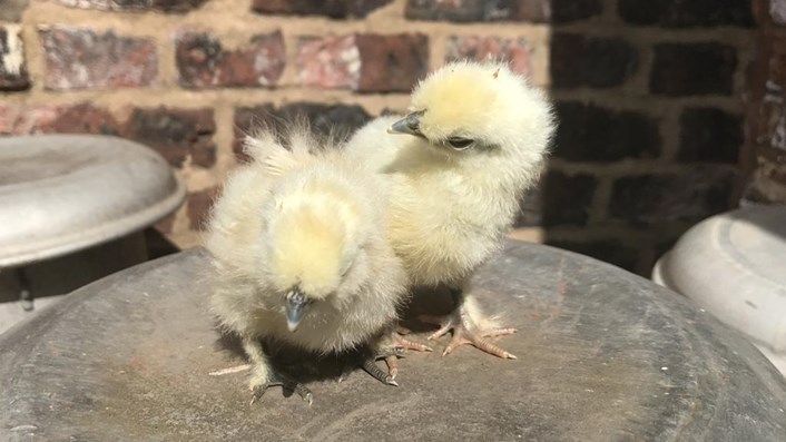 Home Farm's new arrivals: Home Farm at Temple Newsam has welcomed some new arrivals while the site is closed to the public.