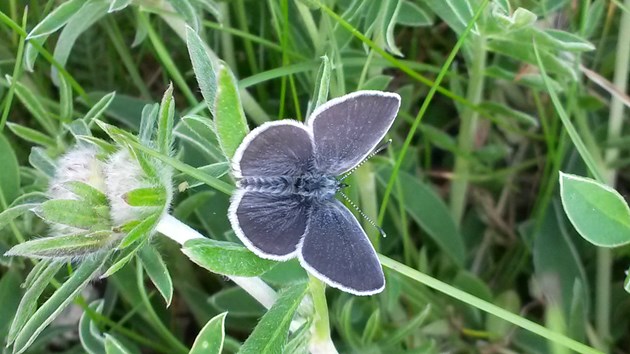 Small Blue butterfly - credit SNH