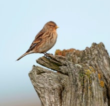 Twite on a log Les Bunyan RSPB: Twite on a log Les Bunyan RSPB