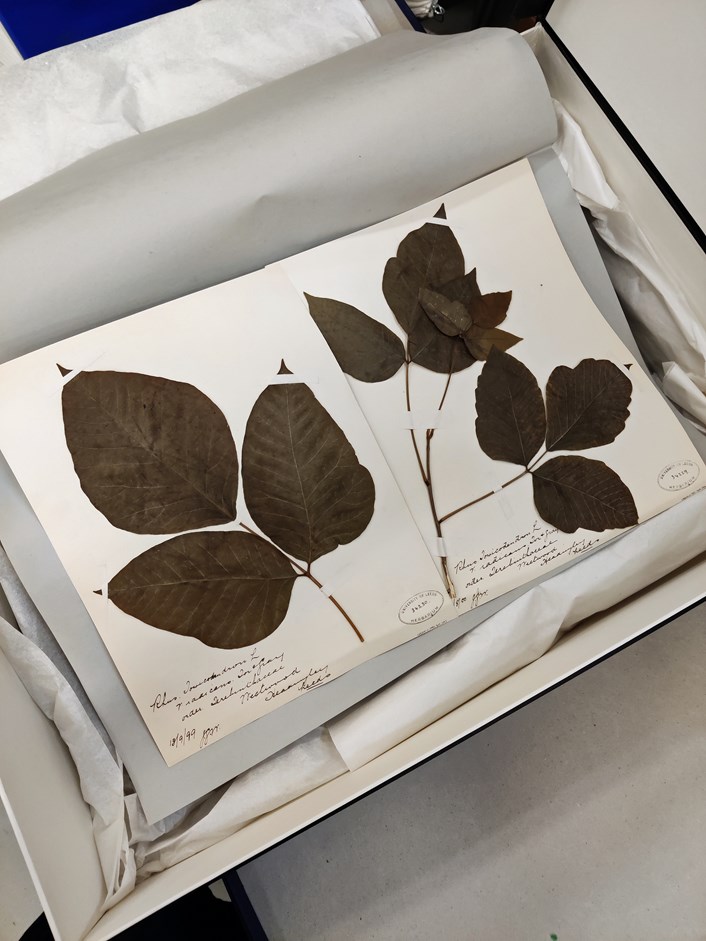 Museum Lates: An example of one of the herbarium sheets created by famed 19th century collector John Grimshaw Wilkinson.